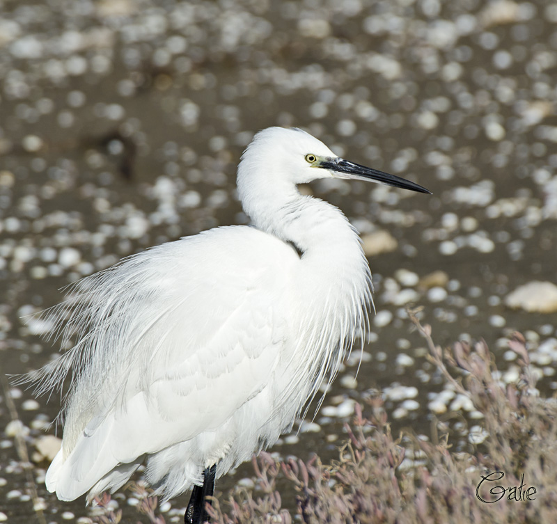 Egretta garzetta